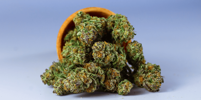 learn more about cannabis with mo canna o'fallon
