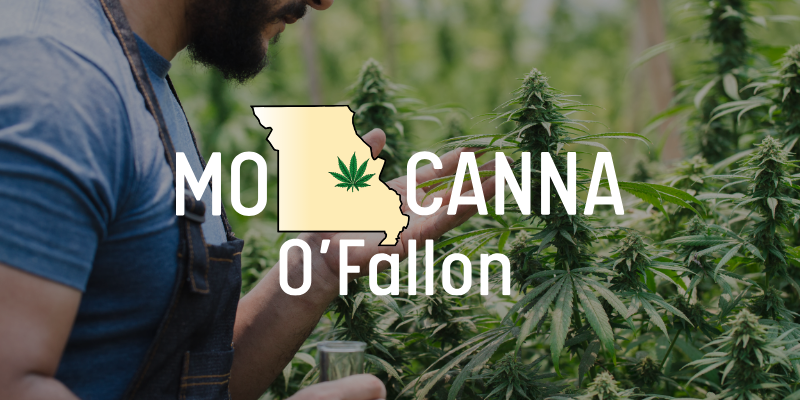 a farmer checking his cannabis plants in the field