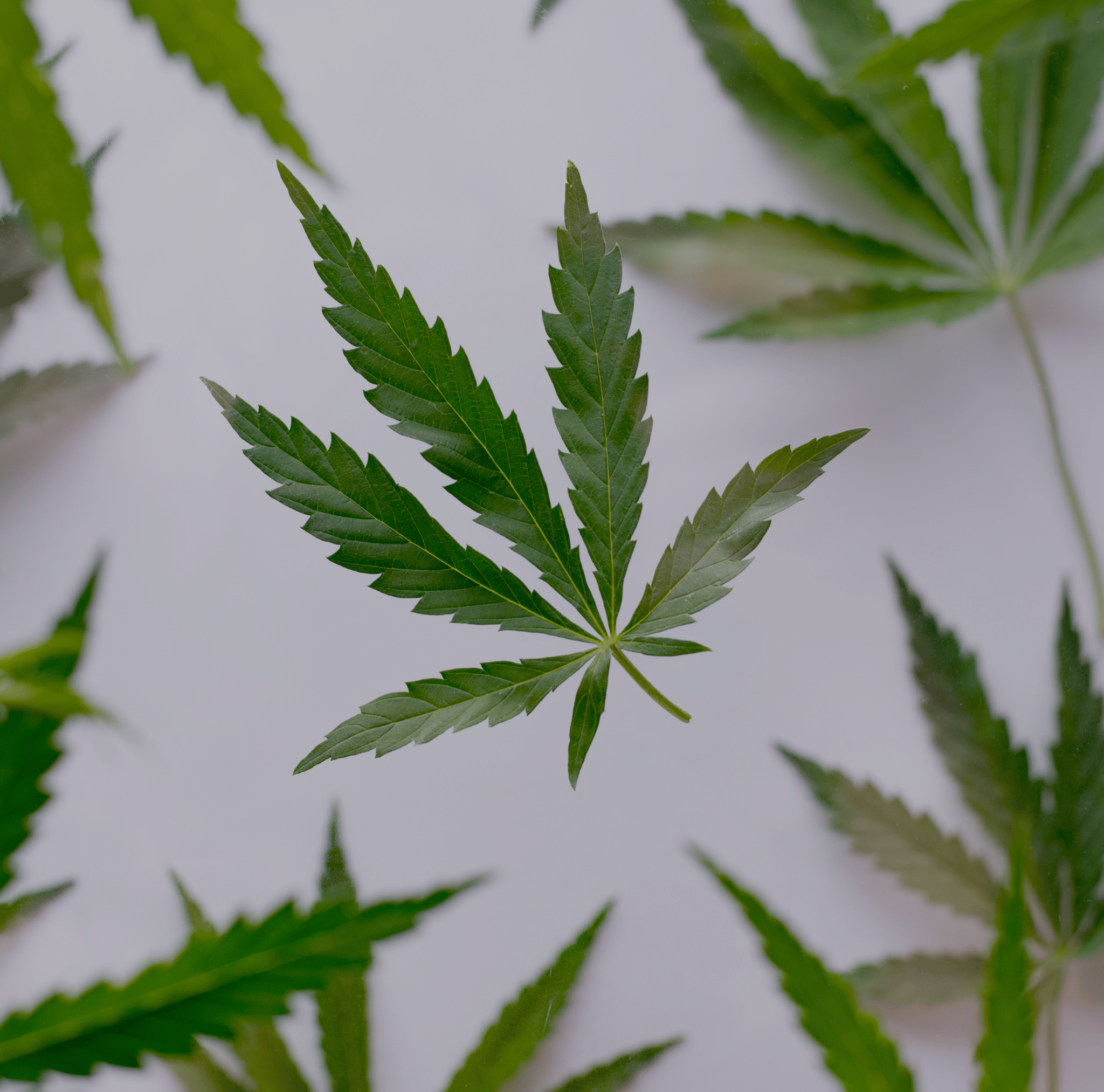 4/20 Sale at MO Canna O'Fallon